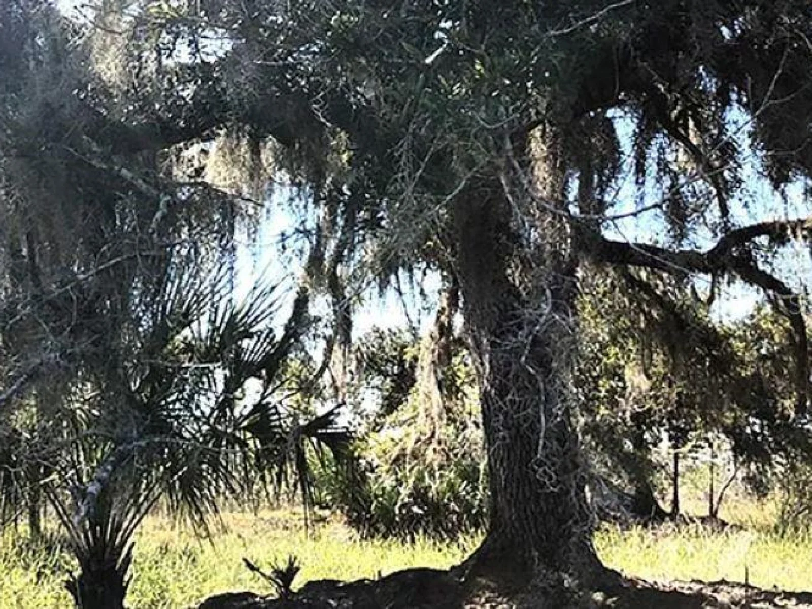 HWY 60 E, LAKE WALES, FL — photo 2