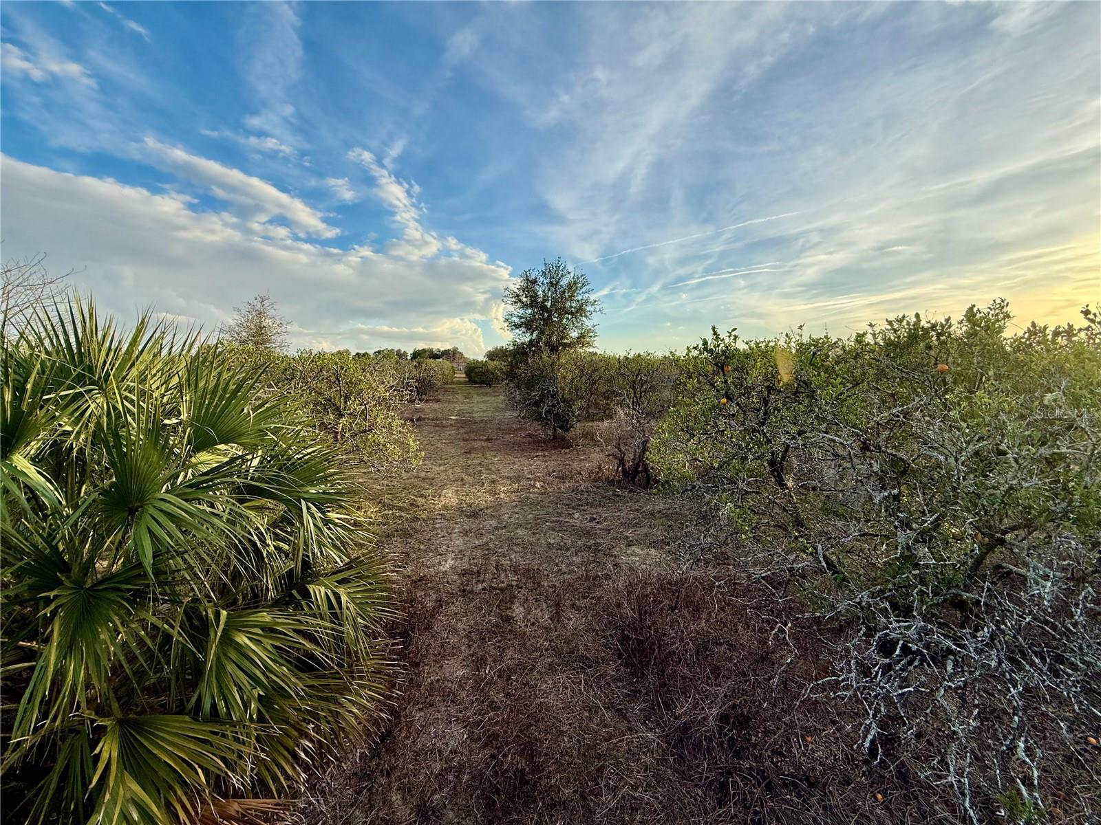 SE 165TH AVE, WEIRSDALE, FL — photo 2