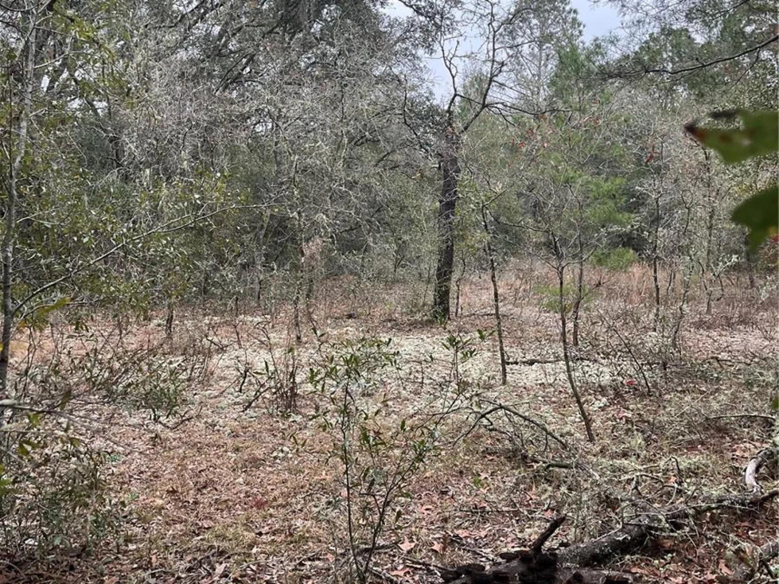 Lot 36 SW MONINES CT, DUNNELLON, FL — photo 6