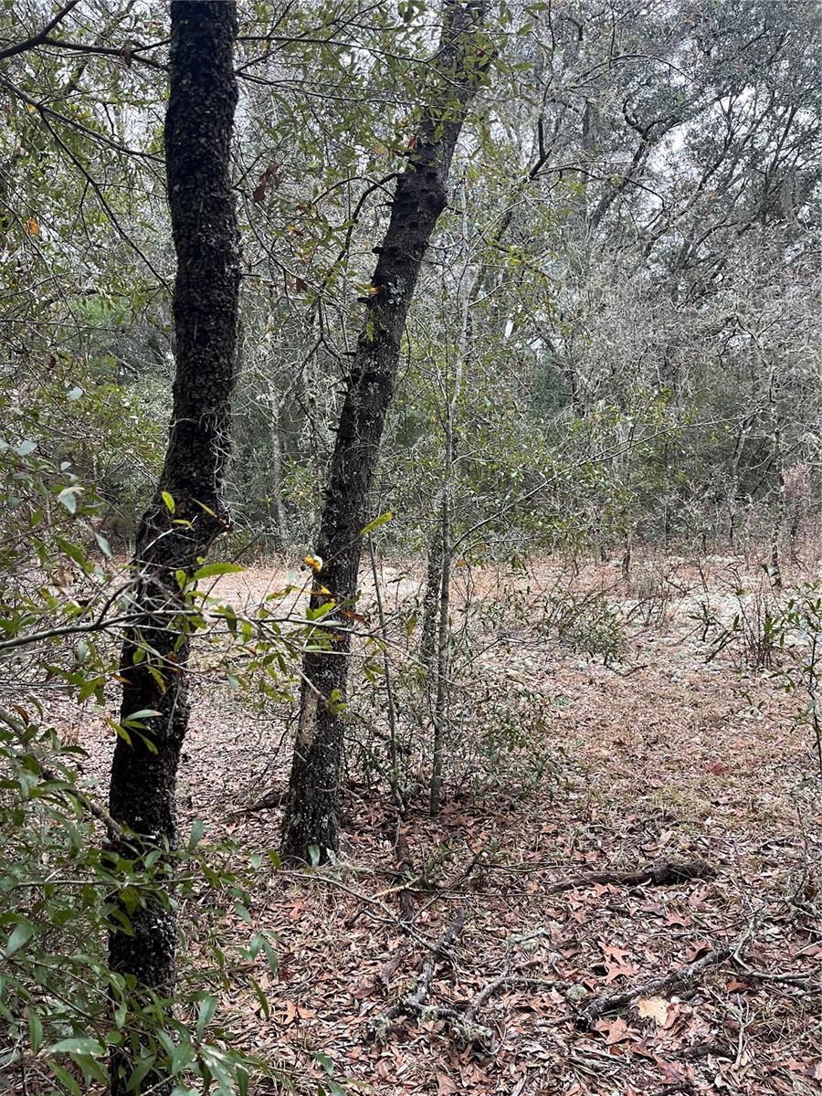 Lot 36 SW MONINES CT, DUNNELLON, FL — photo 7