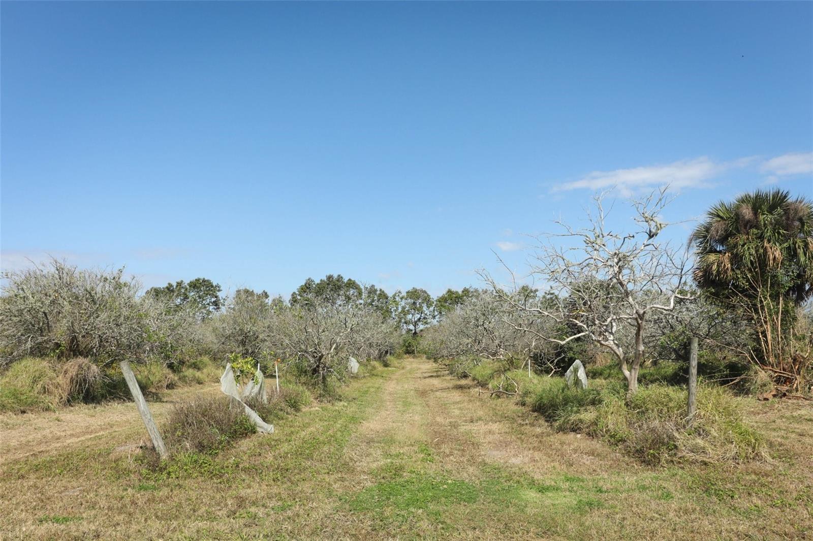 0 DAVIS RD, MIMS, FL — photo 31