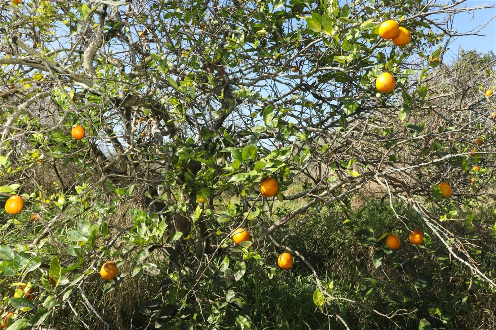 0 DAVIS RD, MIMS, FL — photo 33