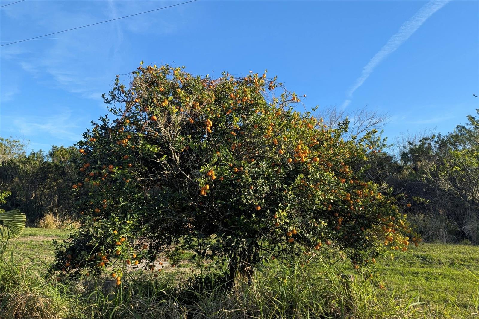 0 DAVIS RD, MIMS, FL — photo 32