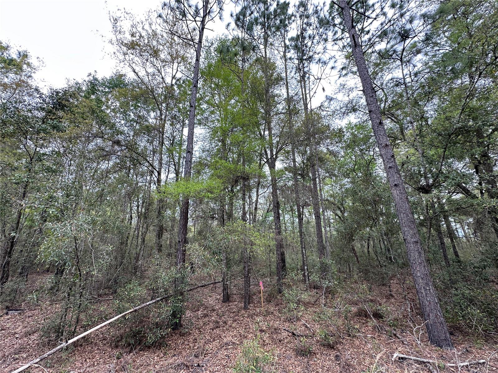 tbd NE 154TH AVE, WILLISTON, FL — photo 3