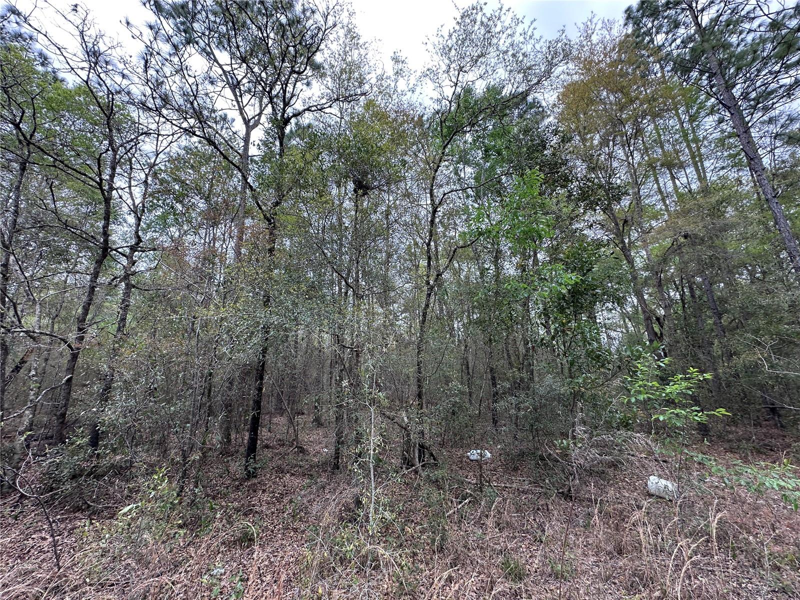 tbd NE 154TH AVE, WILLISTON, FL — photo 2