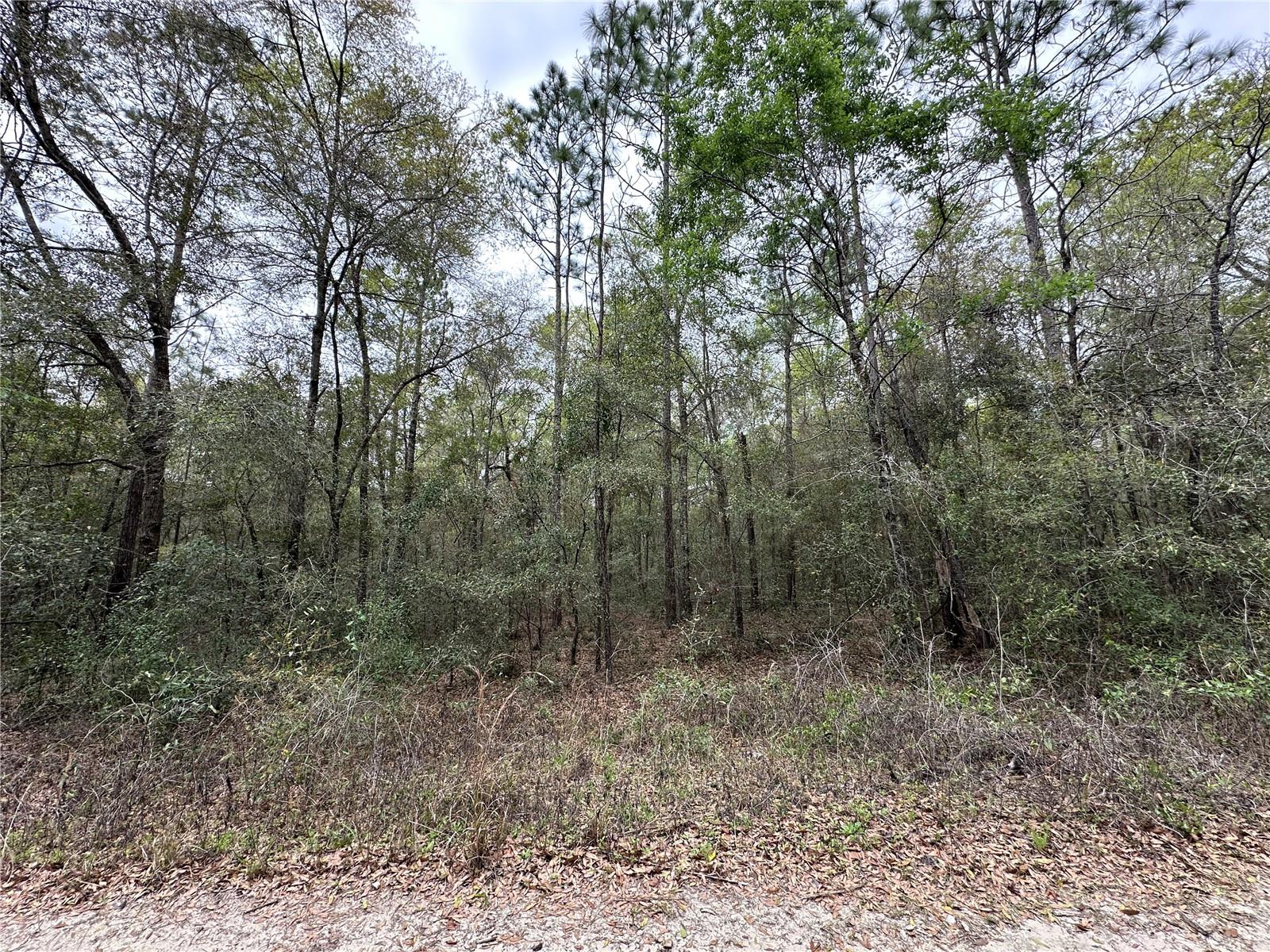 176 NE 155TH CT, WILLISTON, FL — photo 4