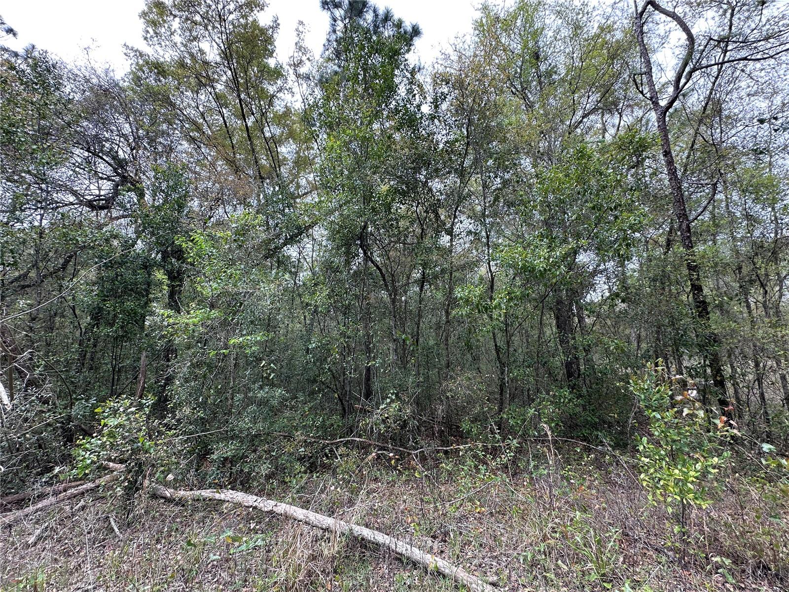 tbd NE 154TH TER, WILLISTON, FL