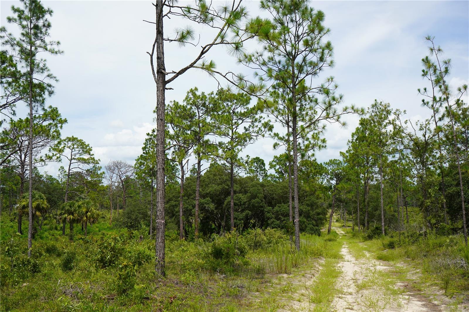 SE STATE ROAD 121 LOT A & B, MORRISTON, FL — photo 6