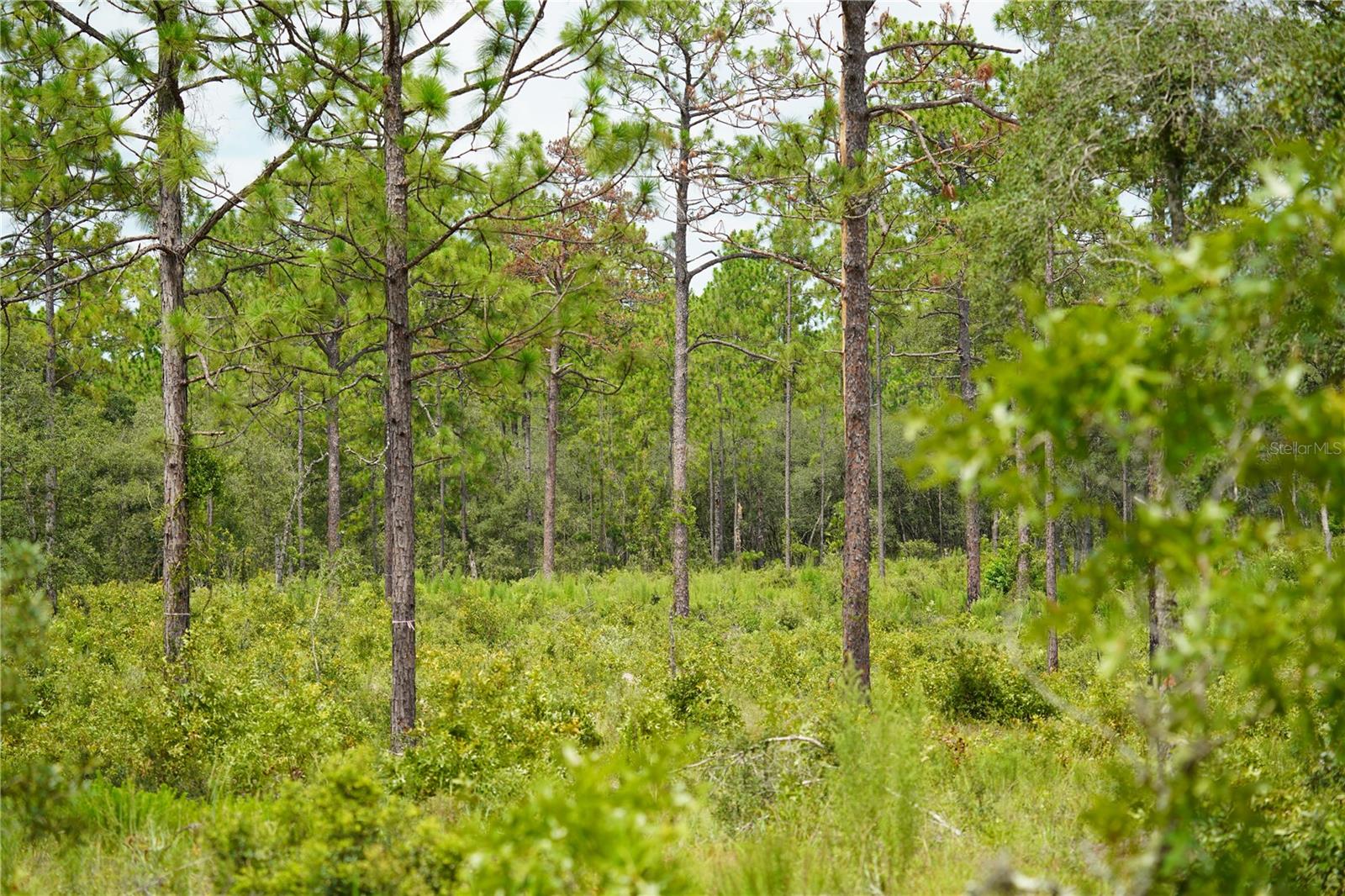 SE STATE ROAD 121 LOT A & B, MORRISTON, FL — photo 12