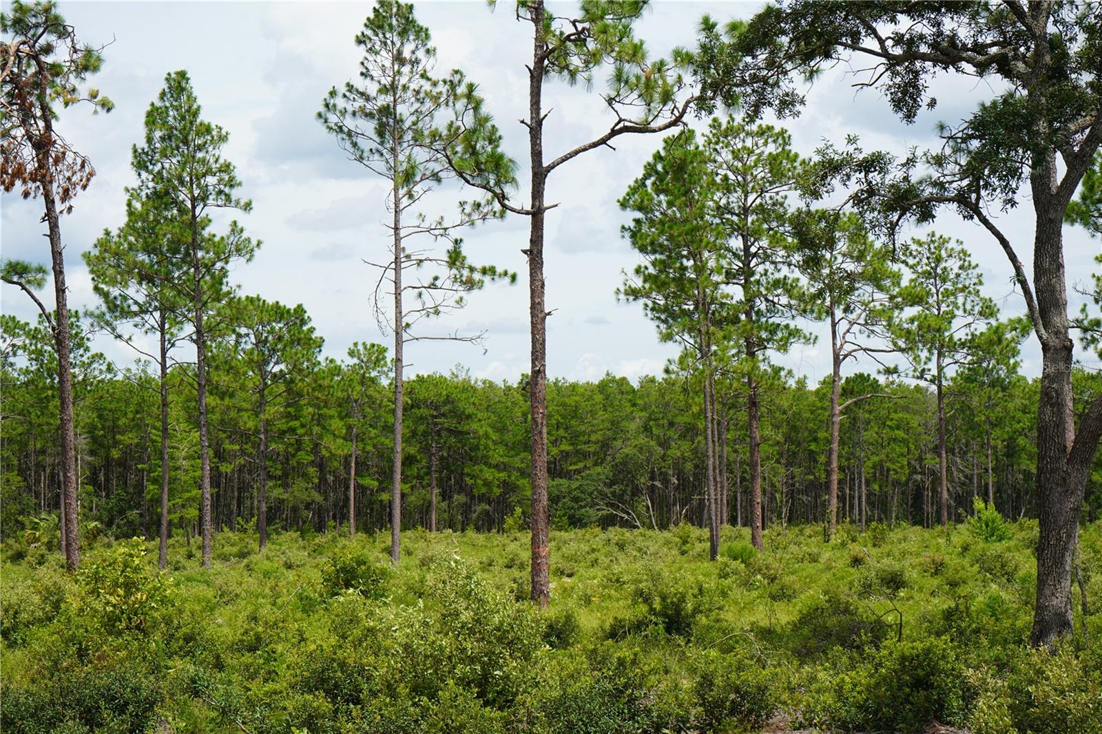 SE STATE ROAD 121 LOT A & B, MORRISTON, FL — photo 10
