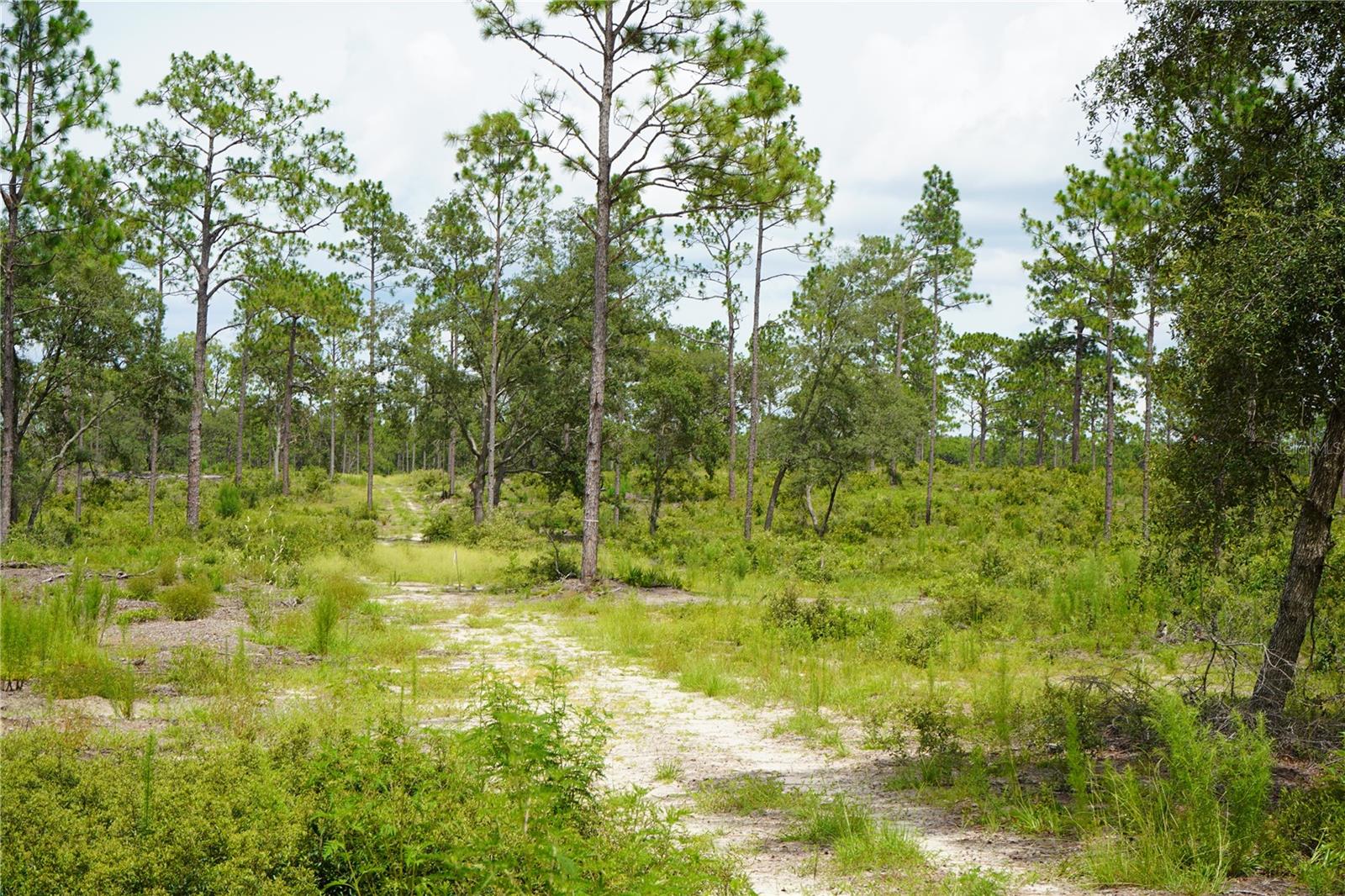 SE STATE ROAD 121 LOT C & D, MORRISTON, FL — photo 9