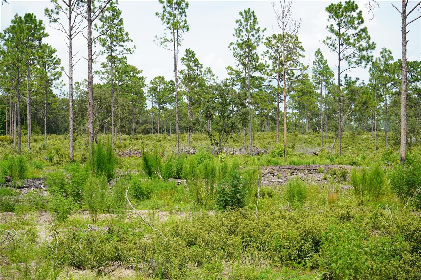 SE STATE ROAD 121 LOT C & D, MORRISTON, FL — photo 10