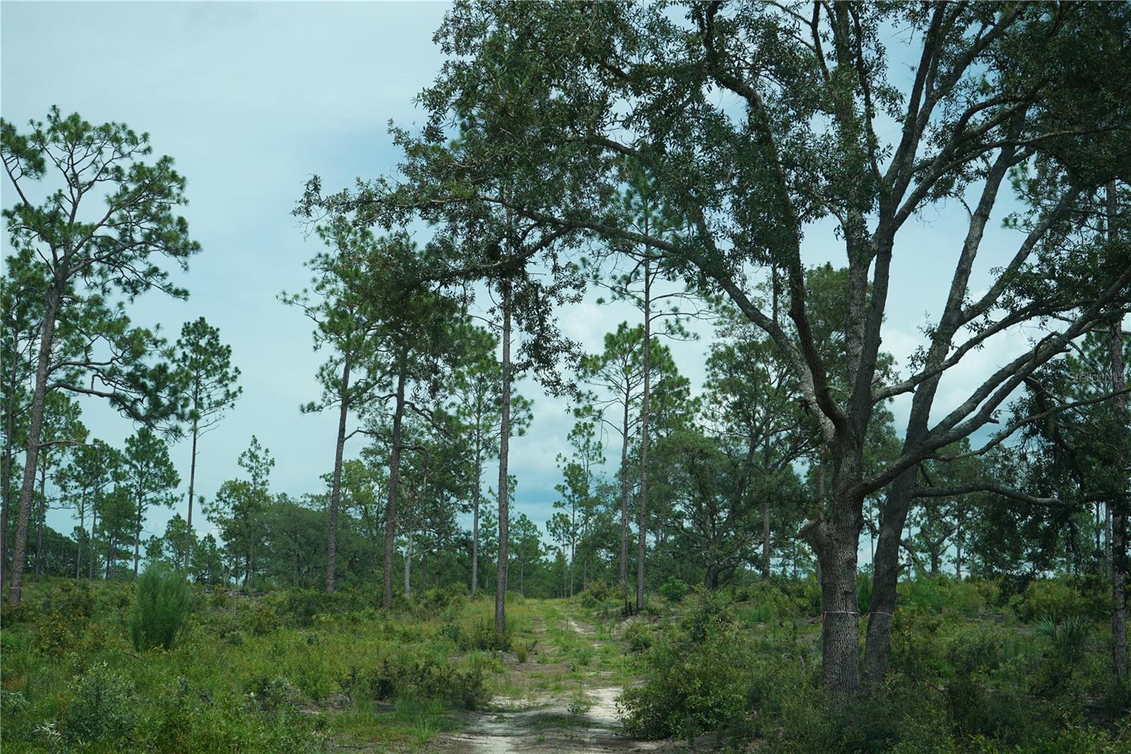 SE STATE ROAD 121 LOT C & D, MORRISTON, FL — photo 12