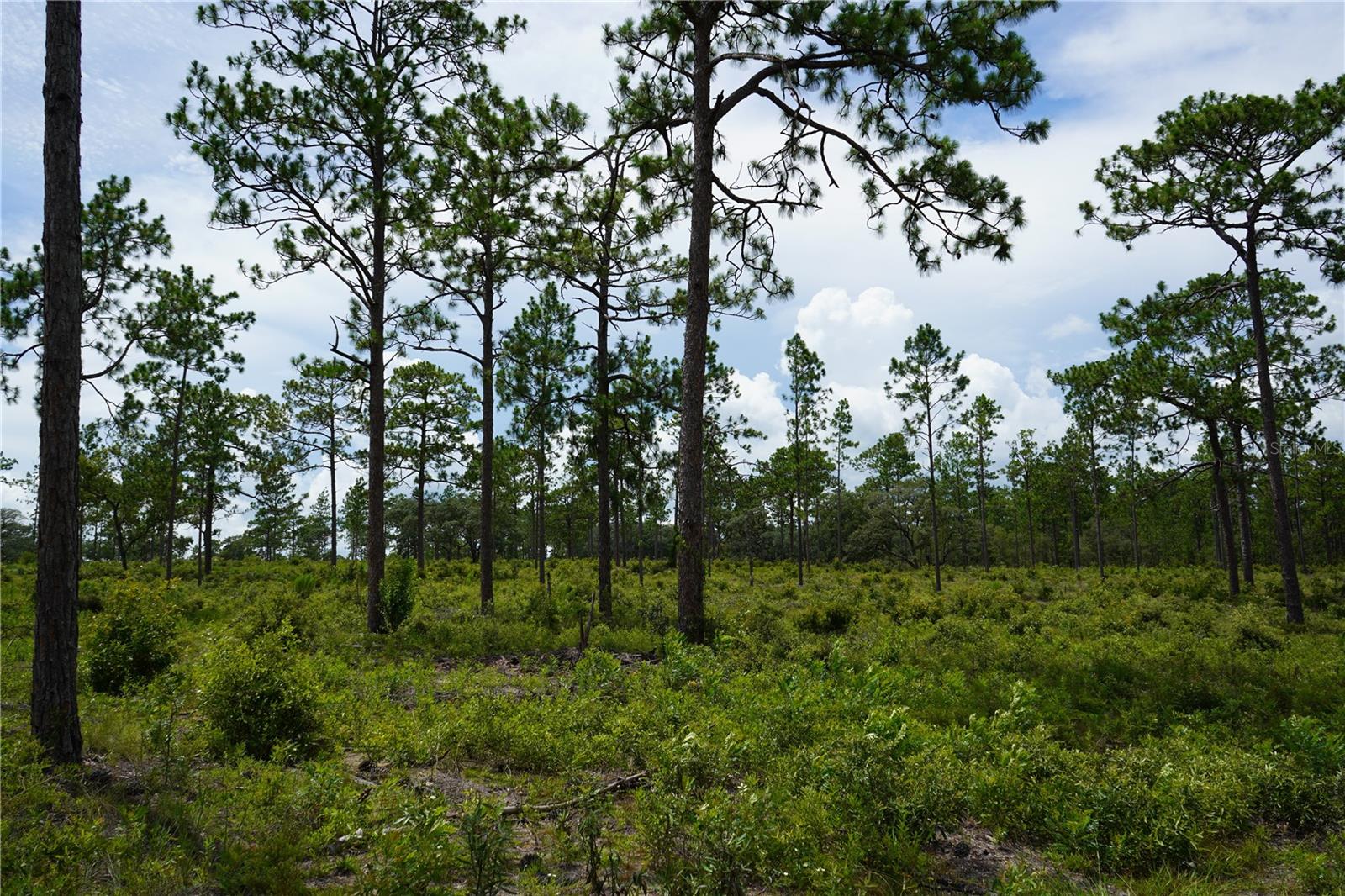 SE STATE ROAD 121 LOT C & D, MORRISTON, FL — photo 14