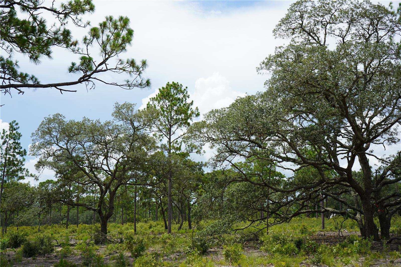 SE STATE ROAD 121 LOT C & D, MORRISTON, FL — photo 17