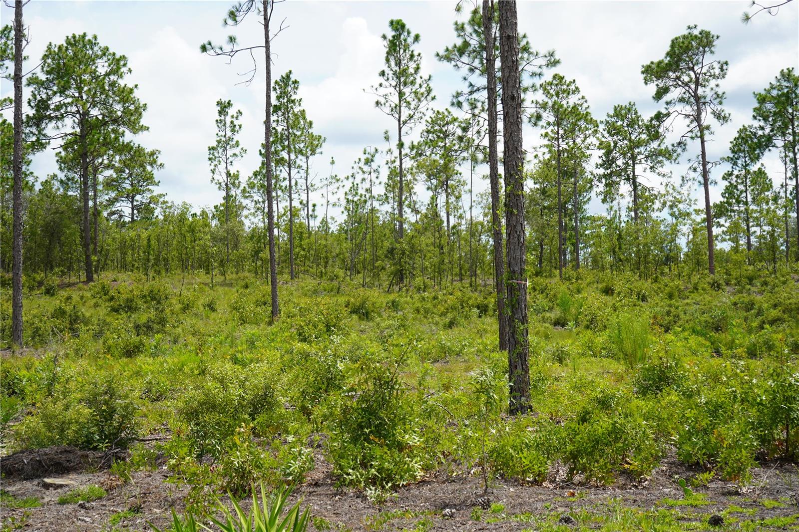 SE STATE ROAD 121 LOT C & D, MORRISTON, FL — photo 18