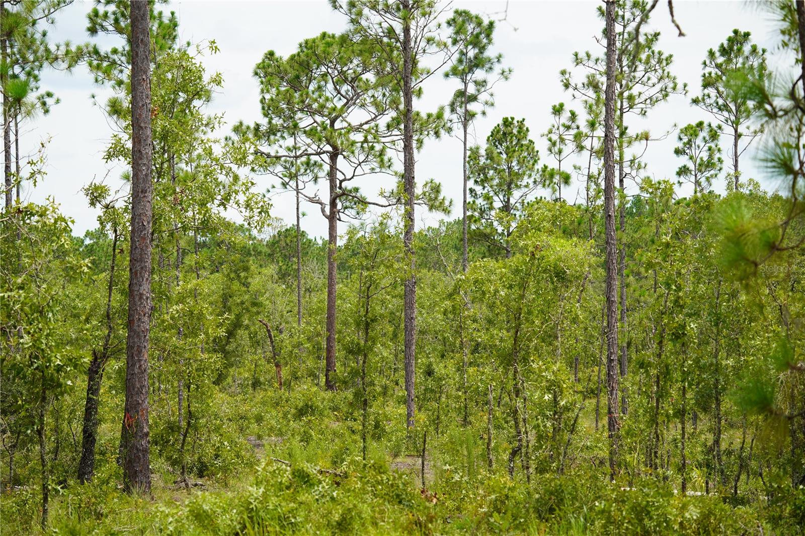 SE STATE ROAD 121 LOT C & D, MORRISTON, FL — photo 5