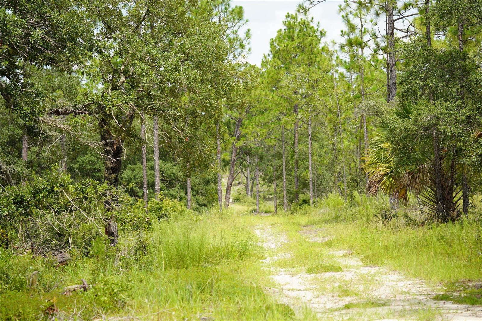 SE STATE ROAD 121 LOT C & D, MORRISTON, FL — photo 6