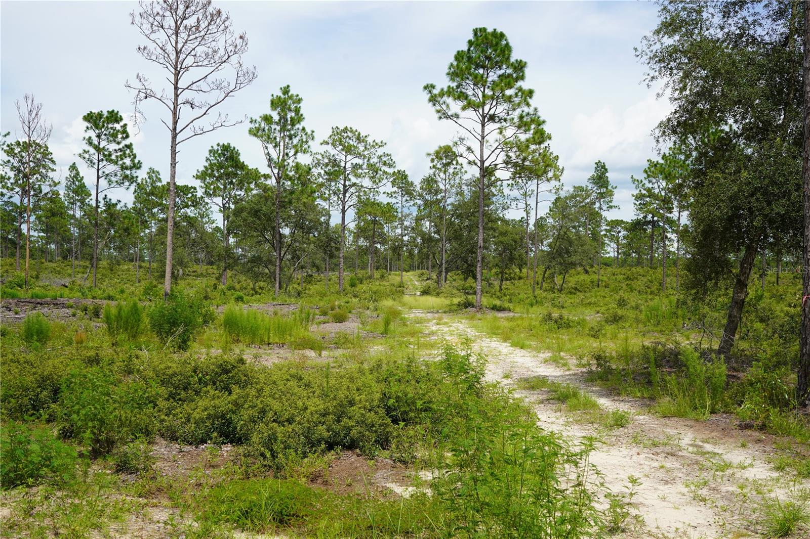 SE STATE ROAD 121 LOT C & D, MORRISTON, FL — photo 8