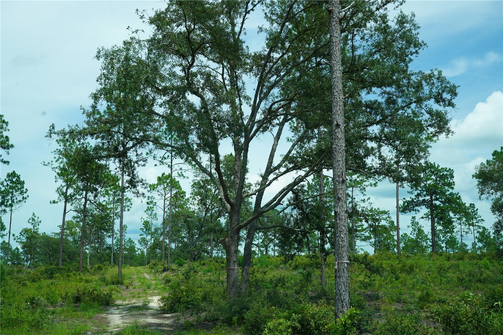 SE STATE ROAD 121 LOT C & D, MORRISTON, FL — photo 11
