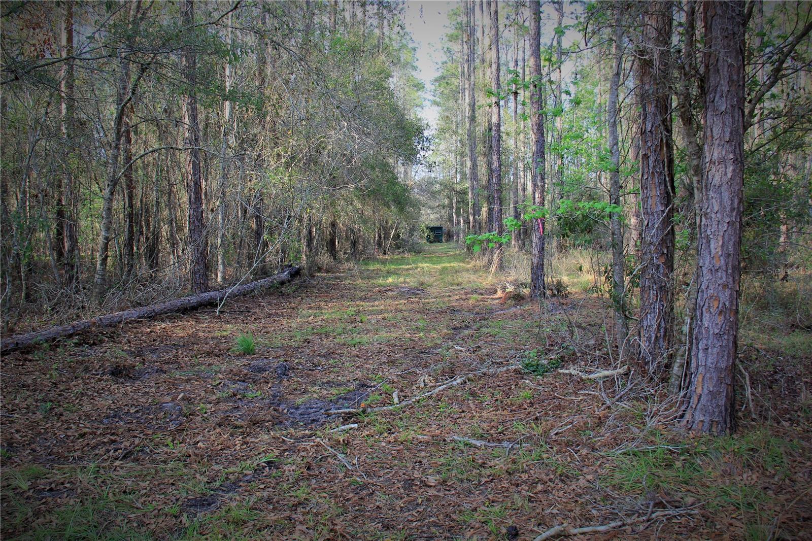 CR 772B, WEBSTER, FL — photo 4