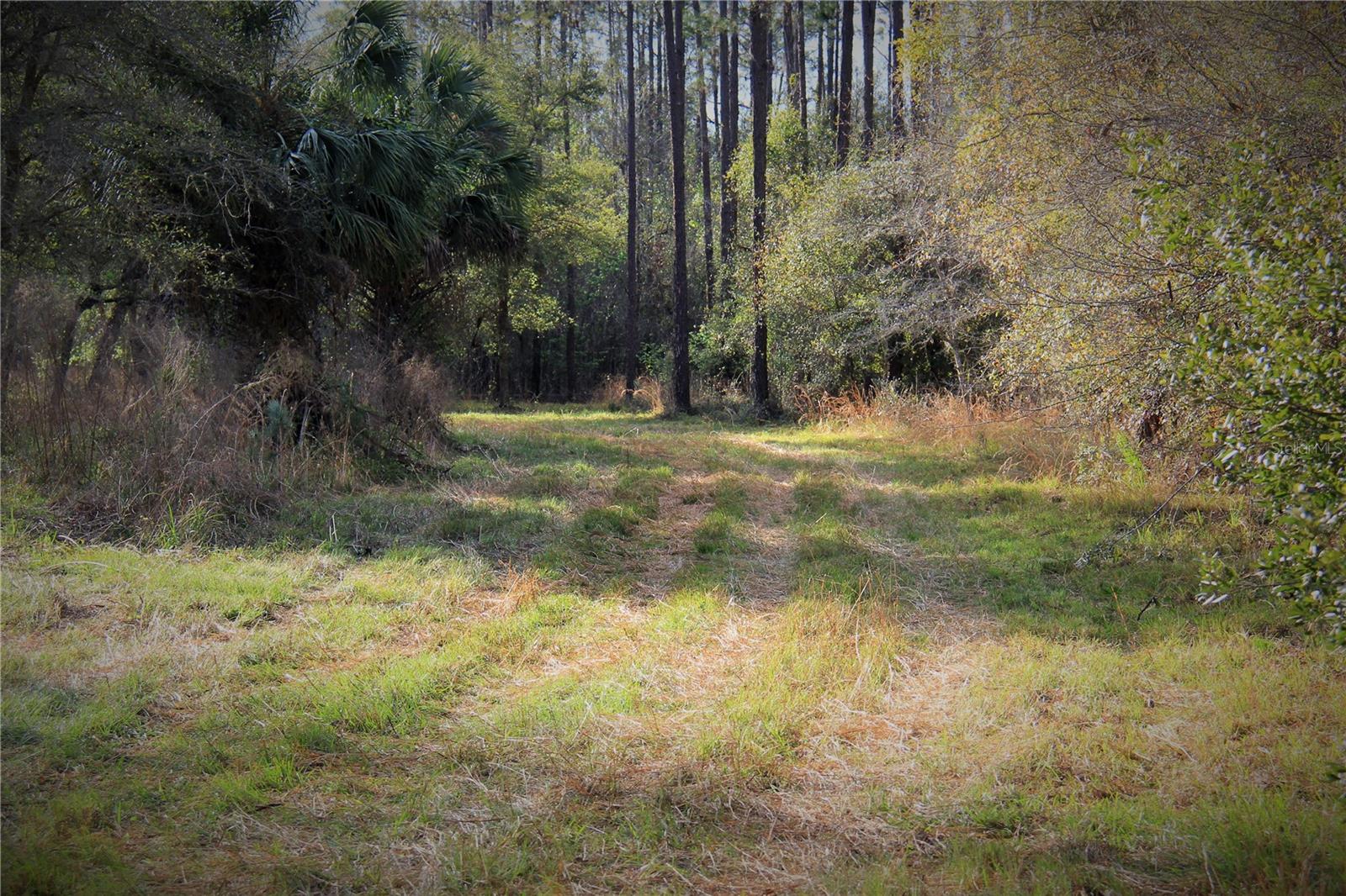 CR 772B, WEBSTER, FL — photo 6