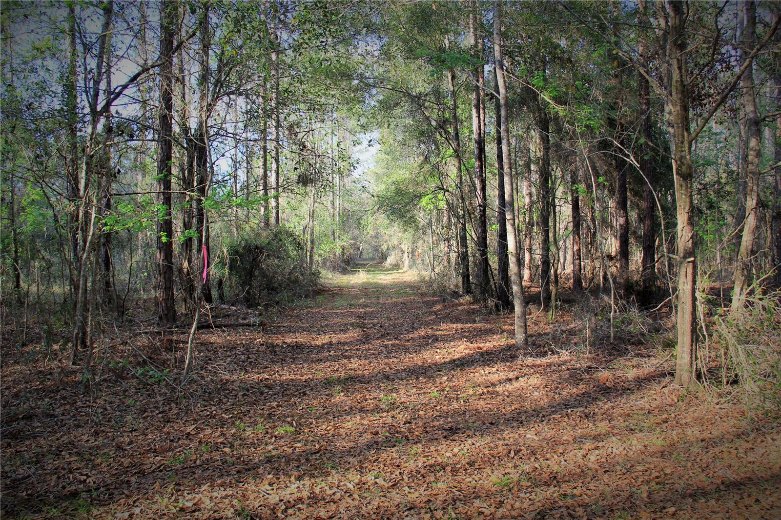 CR 772B, WEBSTER, FL — photo 7