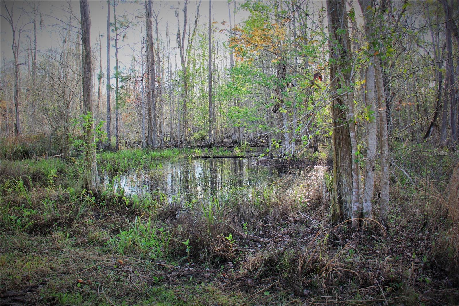 CR 772B, WEBSTER, FL — photo 25