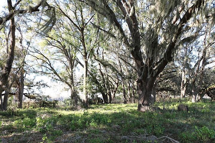 CR 48, BUSHNELL, FL — photo 21