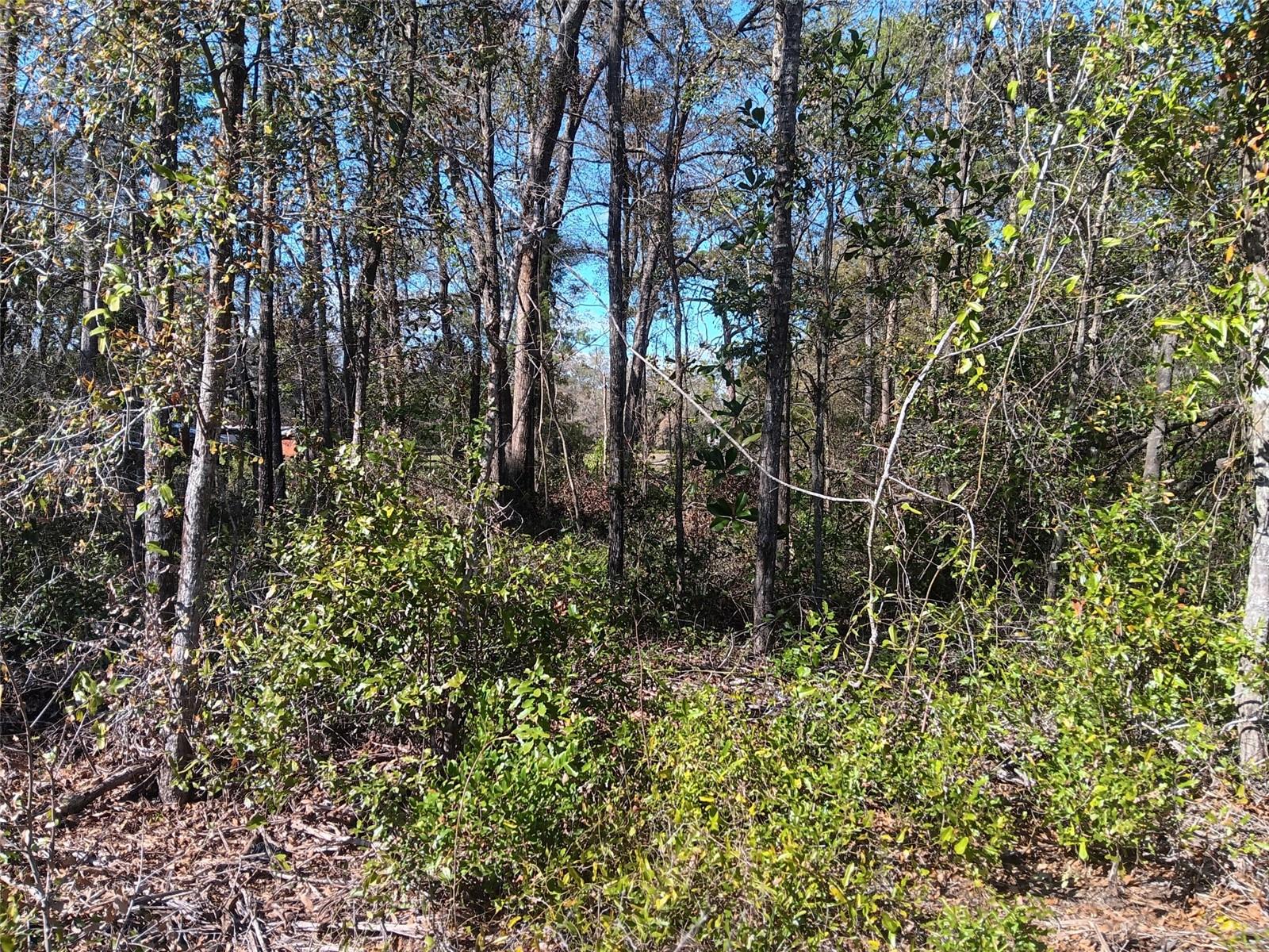 155 PALM DR, BRONSON, FL — photo 2