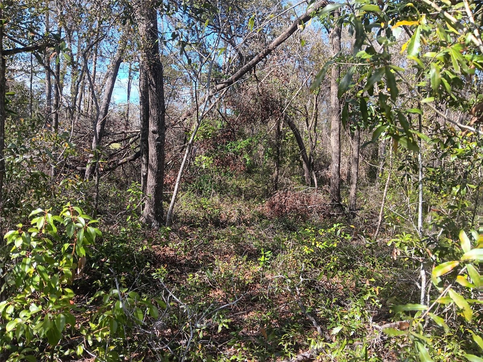 155 PALM DR, BRONSON, FL — photo 4