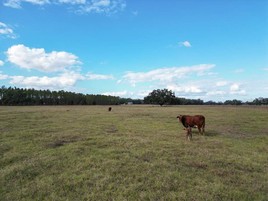 993 CR 722, WEBSTER, FL — photo 77