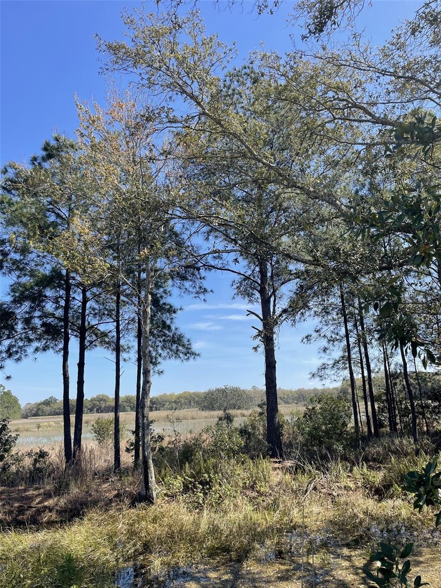 19100 COUNTY ROAD 33, GROVELAND, FL — photo 20