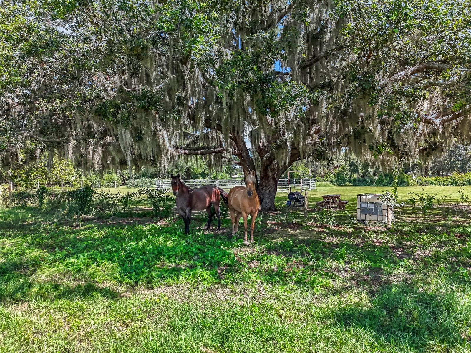 41204 EMERALDA ISLAND RD, LEESBURG, FL — photo 92