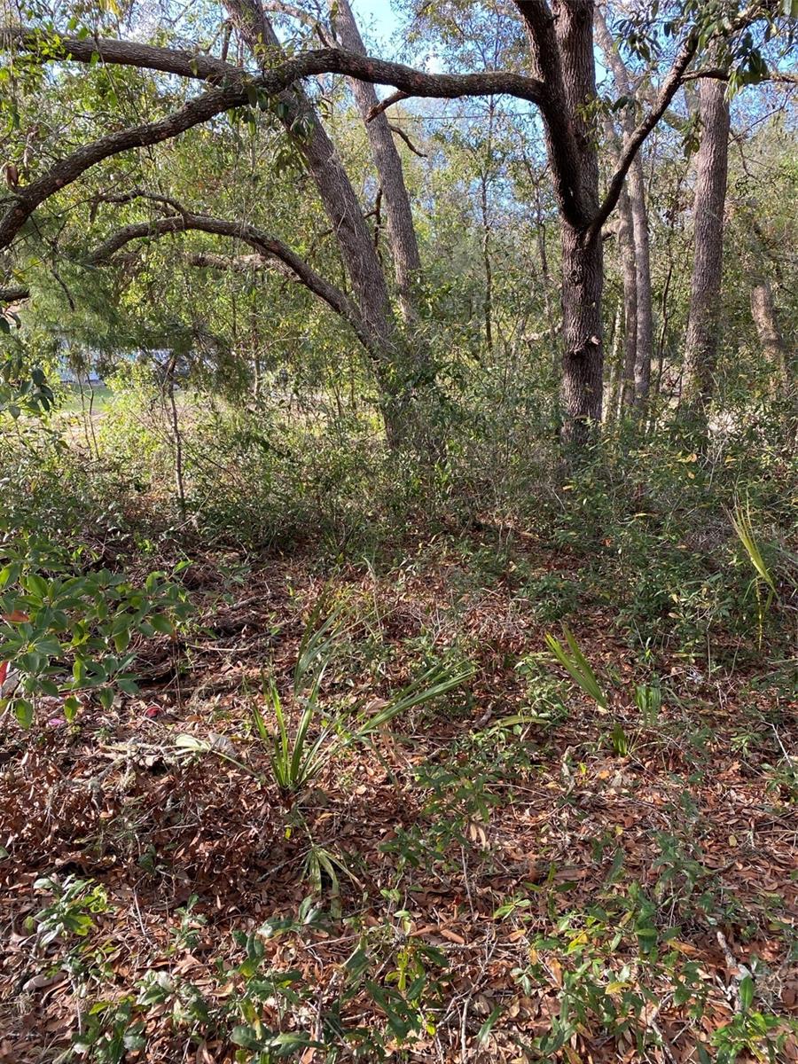 DOGWOOD WAY, LADY LAKE, FL — photo 5