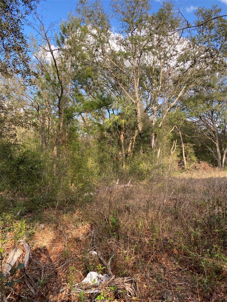DOGWOOD WAY, LADY LAKE, FL — photo 9