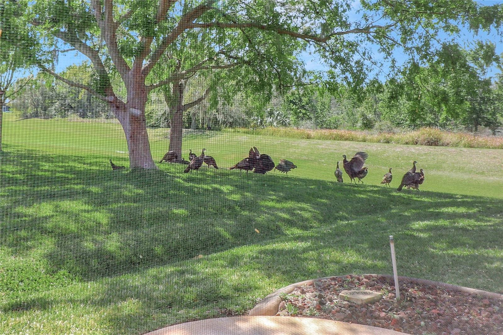 20751 QUEEN ALEXANDRA DR, LEESBURG, FL — photo 53