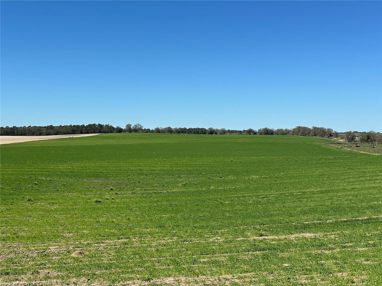 (190 AC-see addt'l PID's) NW 225TH AVE, DUNNELLON, FL — photo 7