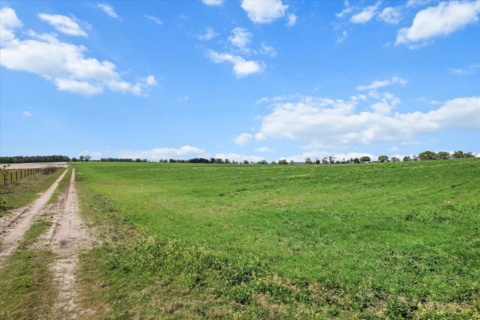 (190 AC-see addt'l PID's) NW 225TH AVE, DUNNELLON, FL — photo 5