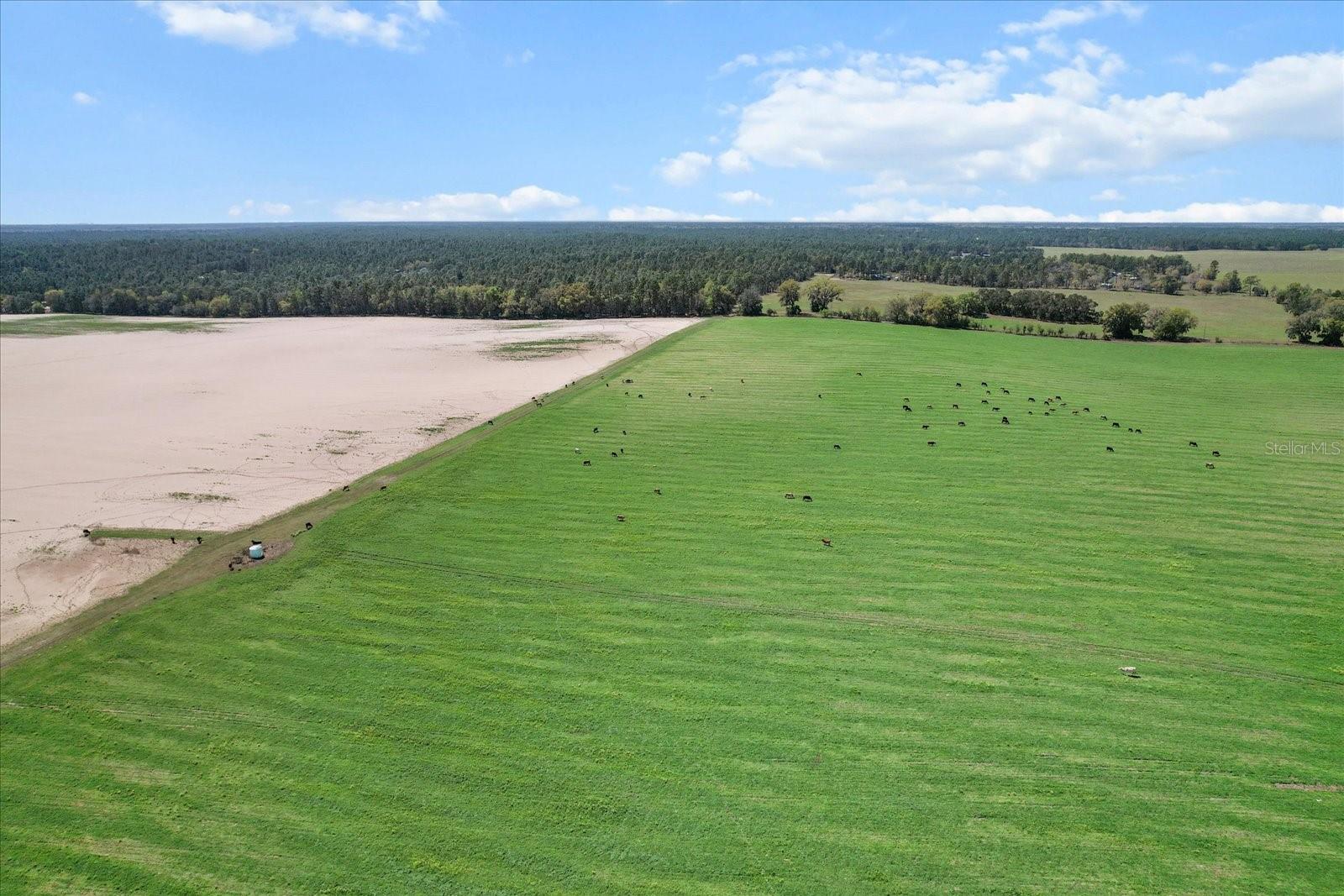 (190 AC-see addt'l PID's) NW 225TH AVE, DUNNELLON, FL — photo 8