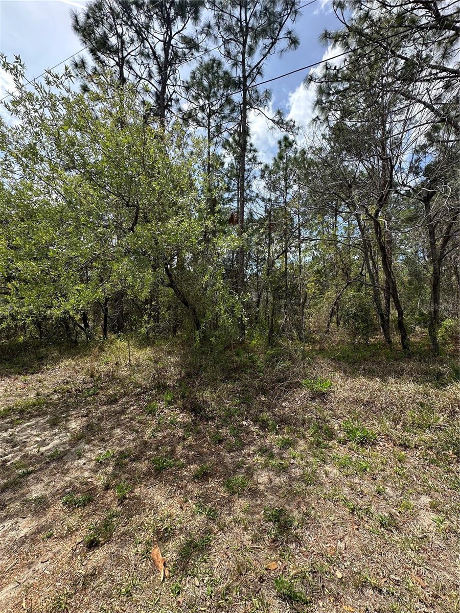 2 FRINGETREE CT, HOMOSASSA, FL — photo 3