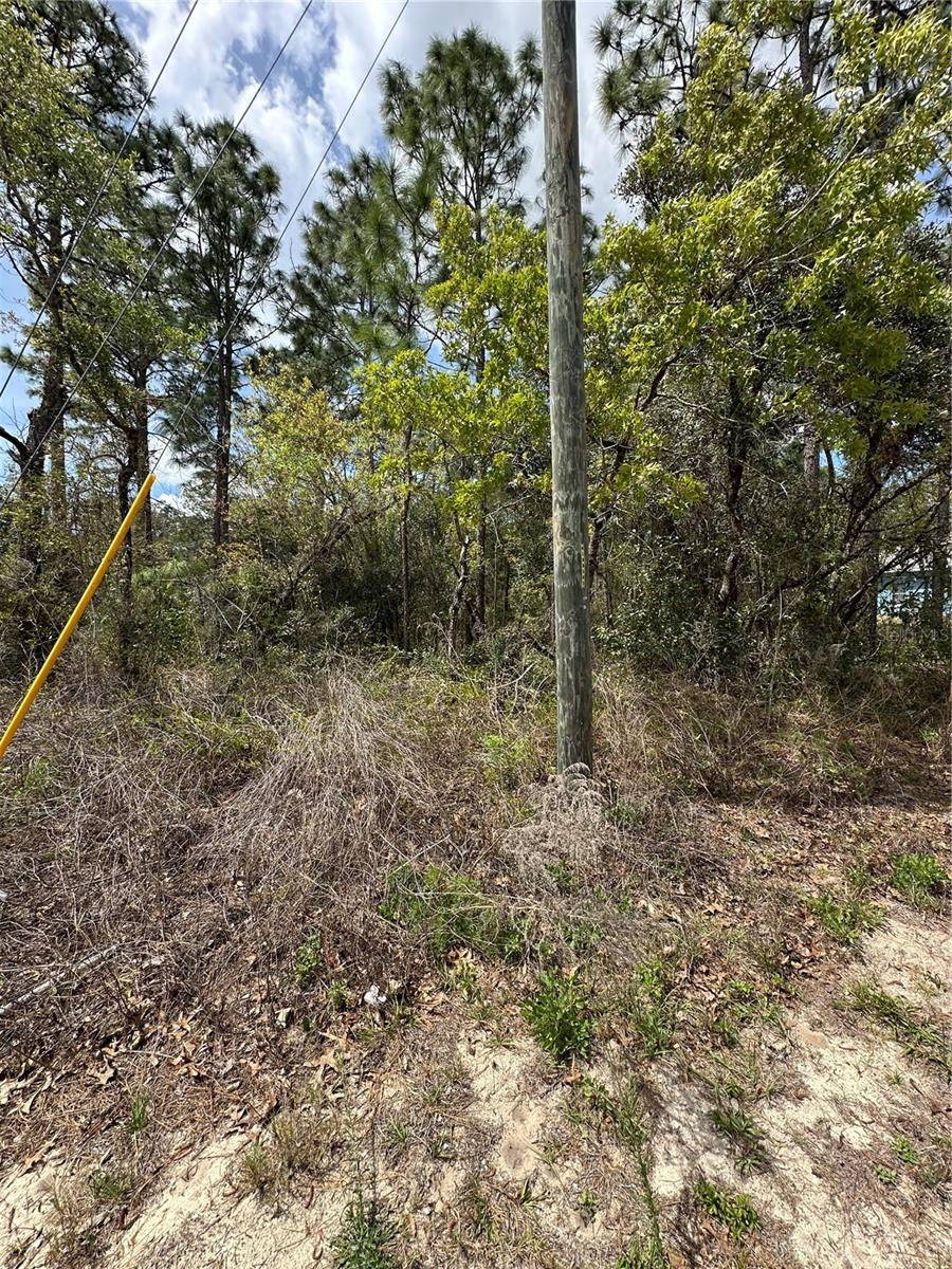 2 FRINGETREE CT, HOMOSASSA, FL — photo 5