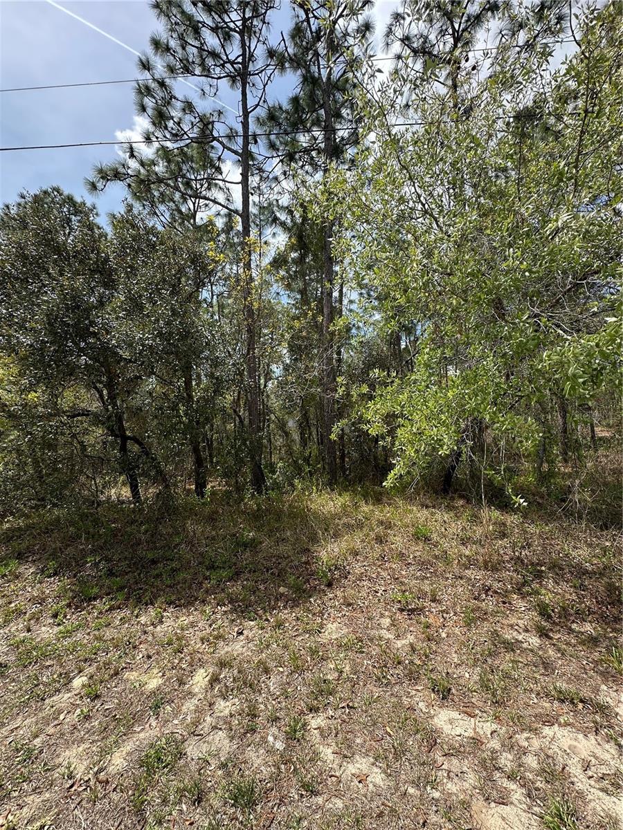2 FRINGETREE CT, HOMOSASSA, FL — photo 6