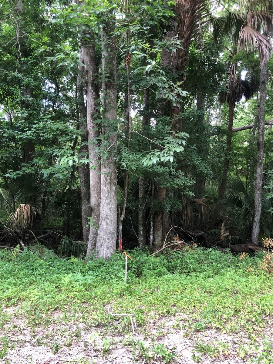 KEEFER TRL, KISSIMMEE, FL — photo 3