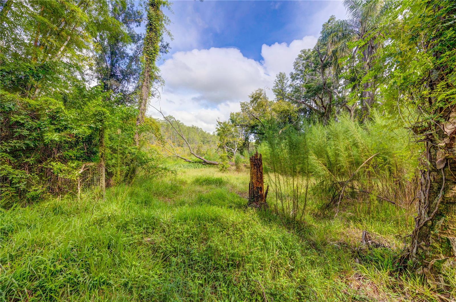 7408 TOM DR, LAND O LAKES, FL — photo 6