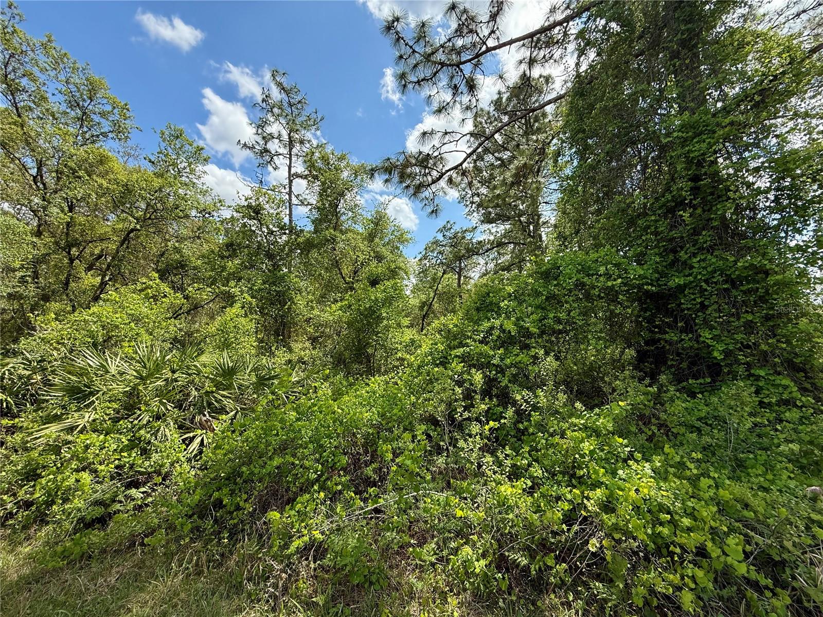 LOT 2 QUINCE AVE, EUSTIS, FL — photo 15