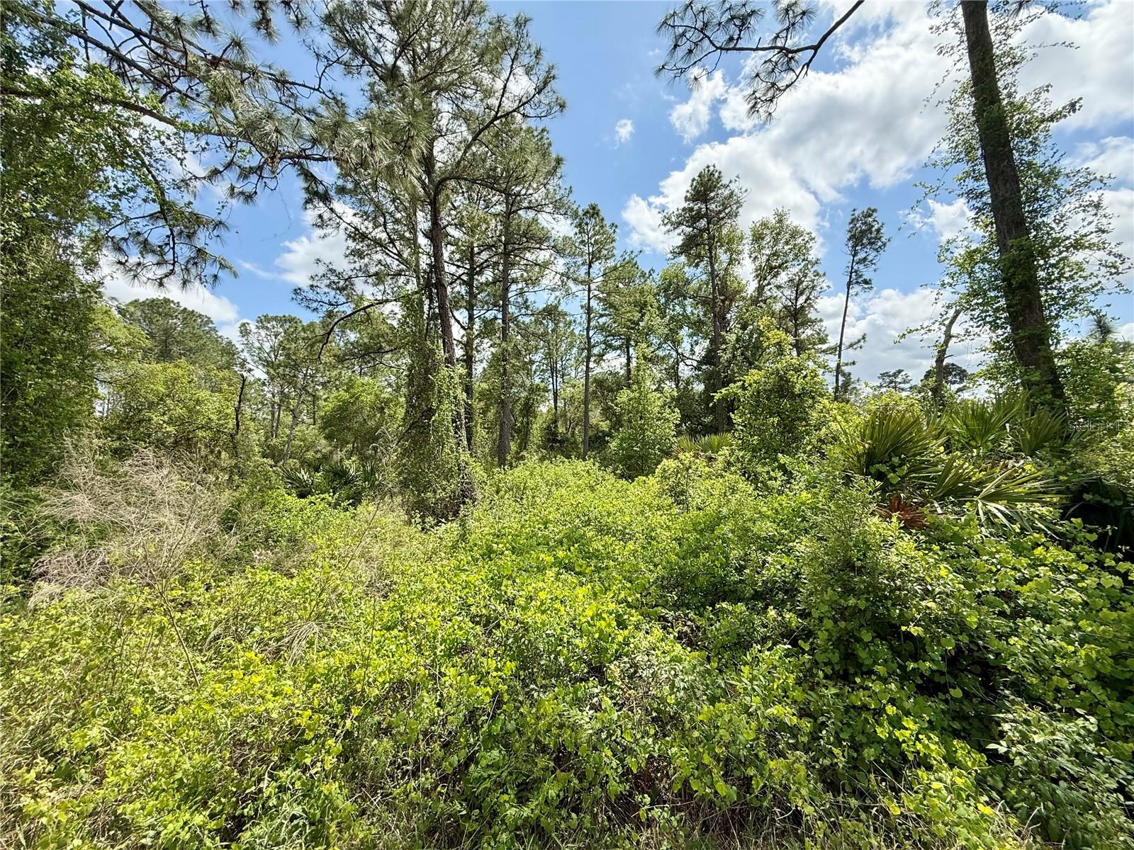 LOT 2 QUINCE AVE, EUSTIS, FL — photo 22