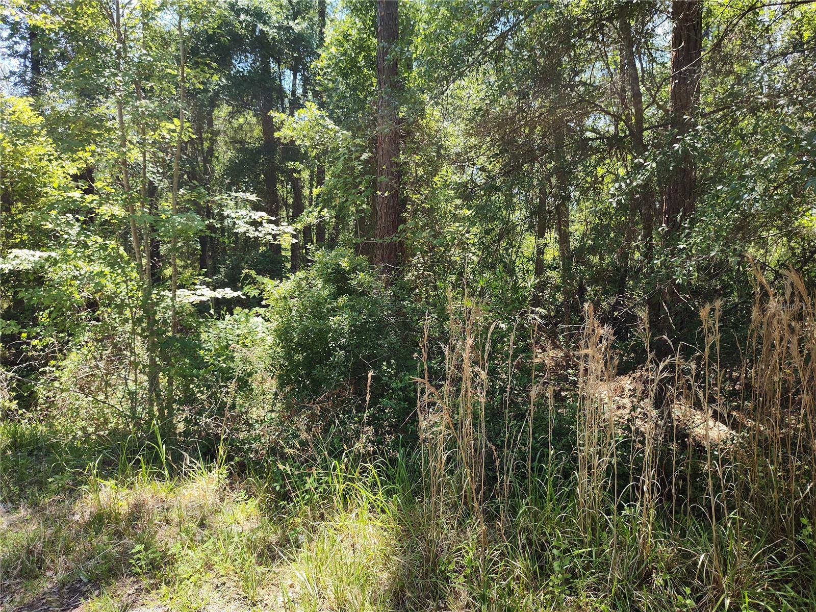 0000 NE 66TH AVE, CITRA, FL
