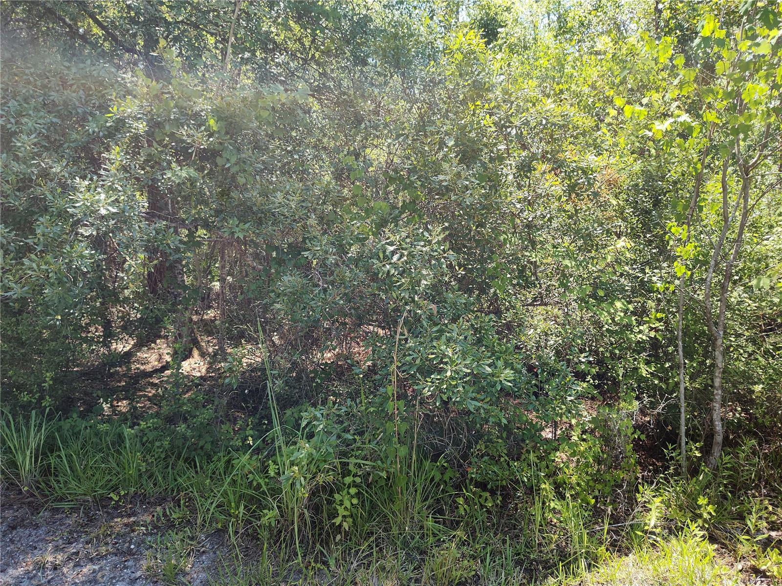 0000 NE 66TH AVE, CITRA, FL — photo 3
