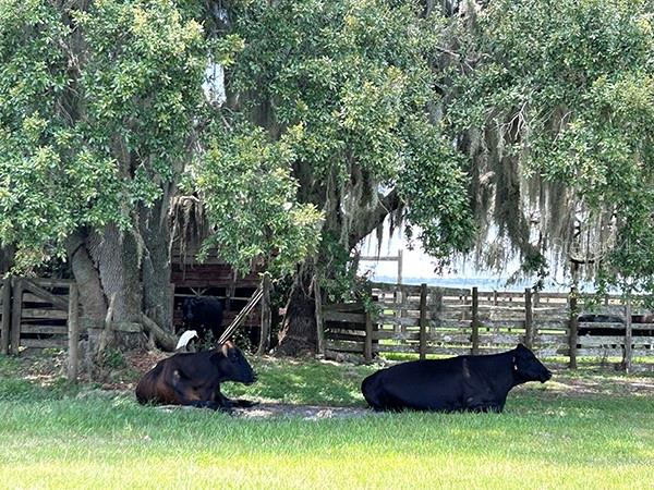 3650 LAKE TOHOPEKALIGA RD, ST CLOUD, FL — photo 63
